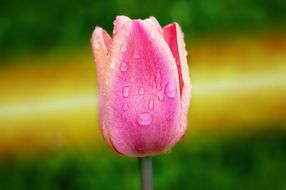 Close up photo of spring pink tulip and dew drops