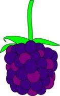 blackberry fruit fresh berry design