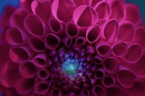 macro view of red bud of a flower