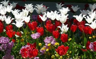 opened buds of colorful tulips
