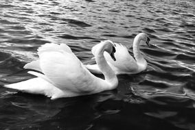 two swans on water, black and white