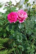 Bush pink roses in the garden