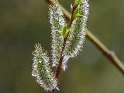 drops of dew on a blossoming willow