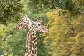 portrait of beautiful and delightful giraffes in zoo