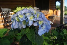 pale blue hydrangea in the country