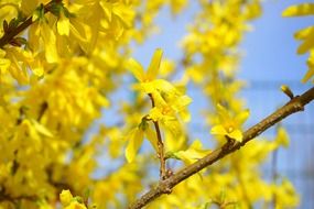 yellow forsythia blooming macro