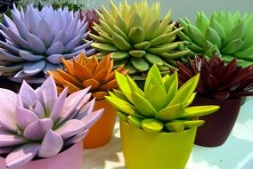 multicolored echeveria in pots