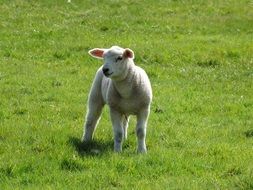 fabulous lamb