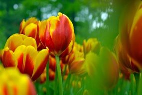 red yellow tulips blooms