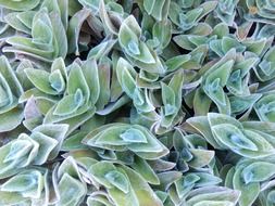 green Stachys leaves, background