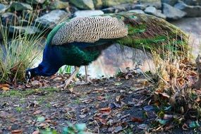 peacock pecks grass at the zoo