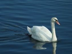 beautiful and delightful swan on pond