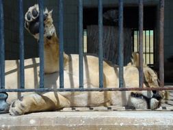 lioness is sleeping in the zoo