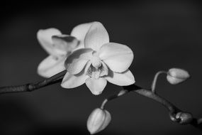 white orchid blossom plant close