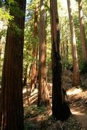 redwood giant trees california hiking