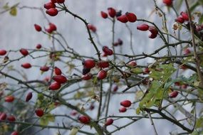 rose hip bush with berries on a cloudy day close up