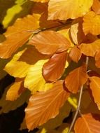 golden leaves of European beech