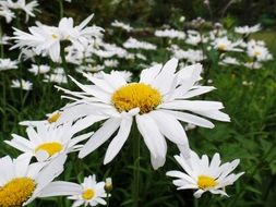 white daisies in a green meadow