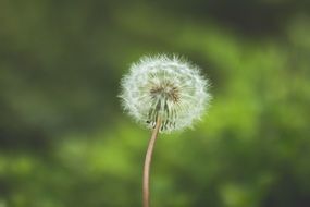 Yellow dandelion flower on the meadow