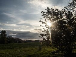 sunlight behind a green tree