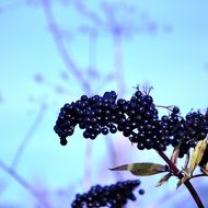 black berries and cow parsnip