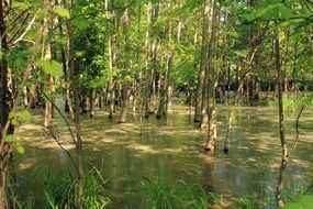 swamp forest in usa, missouri