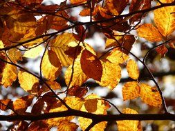 autumn leaves of European beech