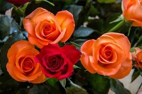 bouquet of orange and red roses close-up