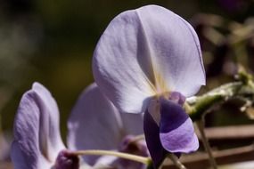 wisteria- climbing plant