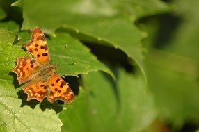 closeup view of Polygonia calbum, comma butterfly on green leaf