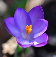 crocus is a harbinger of spring