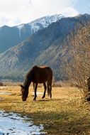 horse on a pasture in winter