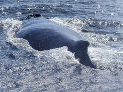 humpback whale above water