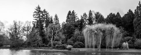 Black and white landscape of the pond