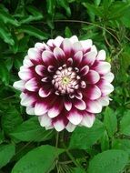 white with purple dahlia close-up