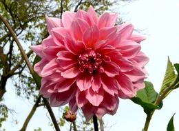 Picture of pink dahlia flower