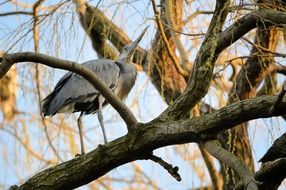 heron bird tree