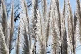 silver grass in the rays of the bright sun close-up