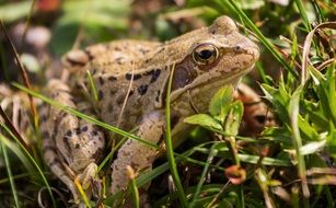 toad in grass close-up