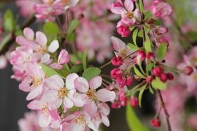 pink cherry blossoms in spring