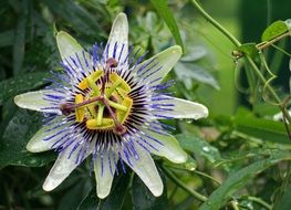 exotic passion flower blossom