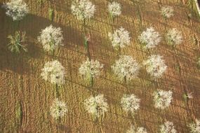 top view of trees