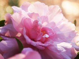 Beautiful pink camellia flowers