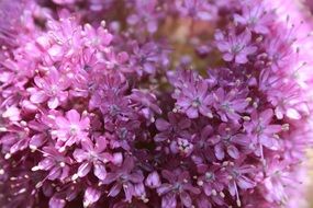 Beautiful pink and white flowers blossom in spring
