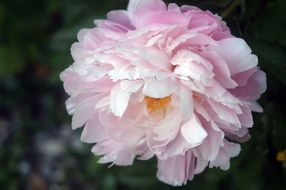 peony flower in bloom
