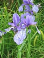 purple flower among green grass in summer