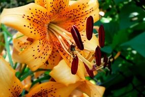 orange lily flower in bloom