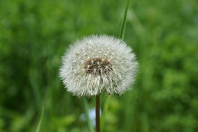 white dandelion flower macro view