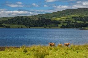 grazing livestock in scotland