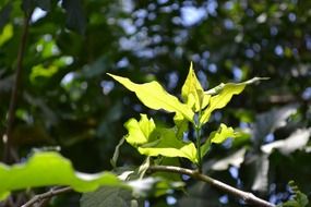 Sunlight on green leaves